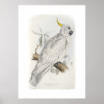 Greater sulphur-crested cockatoo posters