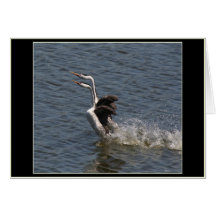 Grebes Courtship Dance Card