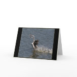 Grebes Courtship Run Card