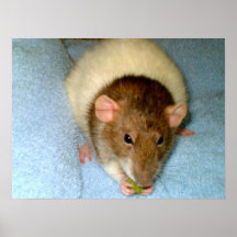 Greedy Rat Print