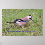 Greek Bird Proverb posters