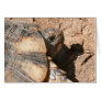 Greek Land Turtle / Tortoise