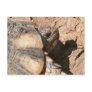 Greek Land Turtle / Tortoise Postcard
