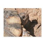 Greek Land Turtle / Tortoise postcards