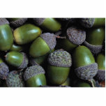 Green Acorn nuts photo sculptures