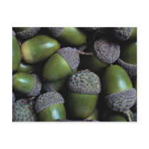 Green Acorn nuts Postcard