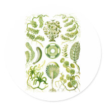 Green Algae Round Sticker