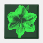 Green Amaryllis Magnets