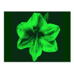 Green Amaryllis Postcards