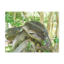 Green Anaconda Postcard