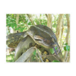 Green Anaconda postcards