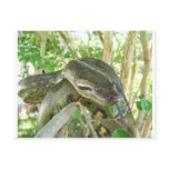 Green Anaconda postcards