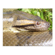 Green Anaconda Postcards