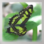 Green and Black Butterfly Print