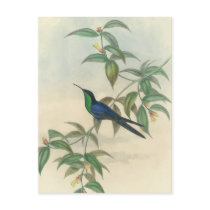 Green and Blue Gould Hummingbird Postcards