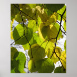 Green and Gold