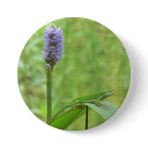 Green Anole Lizard with Pickeral Rush