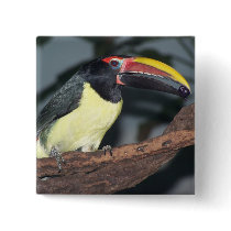 Green Aracari Toucan Holding Berry Pinback Button