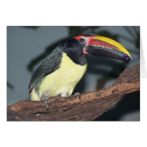 Green Aracari Toucan Holding Berry Greeting Card