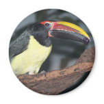 Green Aracari Toucan Holding Berry Magnet