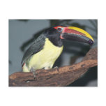 Green Aracari Toucan Holding Berry Post Cards