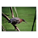 Green-backed Heron Greeting Card