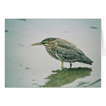 Green-backed Heron Greeting Cards