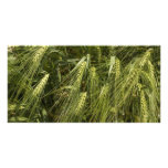 green barley photo cards