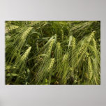 green barley print