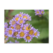 Green Bee, Purple Flowers Post Card