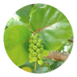 Green Berries stickers