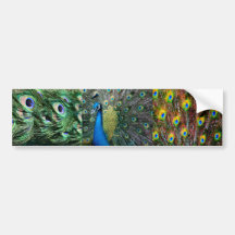 Green Blue Peacock photo collage Bumper Stickers