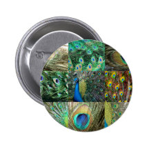 Green Blue Peacock photo collage Pinback Buttons