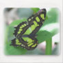 Green Butterfly Mouse Pad