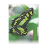 Green Butterfly Postcard