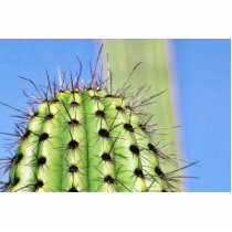 Green Cactus Thorns Photo Sculptures