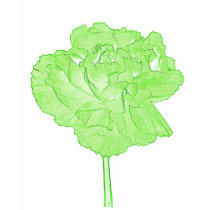 Green carnation t-shirts