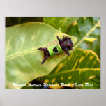 Green Caterpillar, Manuel Antonio National Park Print