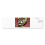 Green Cheek Conure bumper stickers