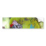 Green Cheek Conure Bumper Stickers