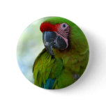 Green Cheek Conure Button