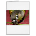 Green Cheek Conure cards