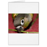 Green Cheek Conure cards