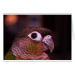 Green Cheek Conure cards