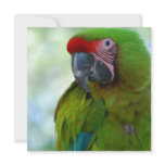 Green Cheek Conure Invitations