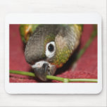 Green Cheek Conure mousepads