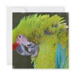 Green Cheek Conure Parrot Invitations