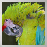 Green Cheek Conure Parrot Poster posters