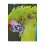 Green Cheek Conure Postcard