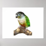 Green Cheek Conure posters